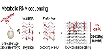 Metabolic RNA Sequencing Resolves The Kinetics Of Maternal And Zygotic