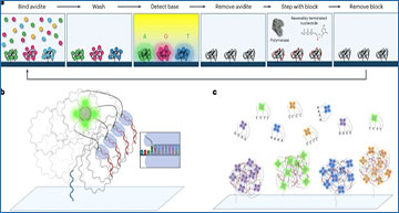 Avidity Sequencing High Accuracy With Low Reagent Consumption