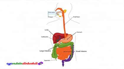 Sistem Pencernaan Manusia, Fungsi, Dan Cara Menjaga - Duniata.com